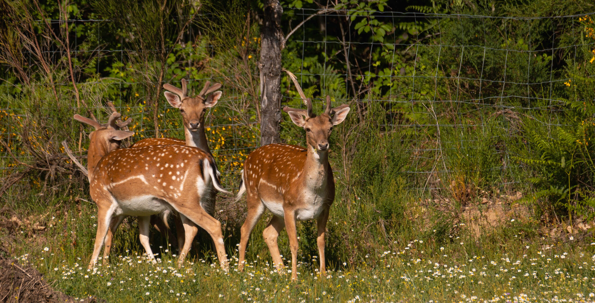 Natuur_fotografie_Wildpakker_Pyreneeen-1