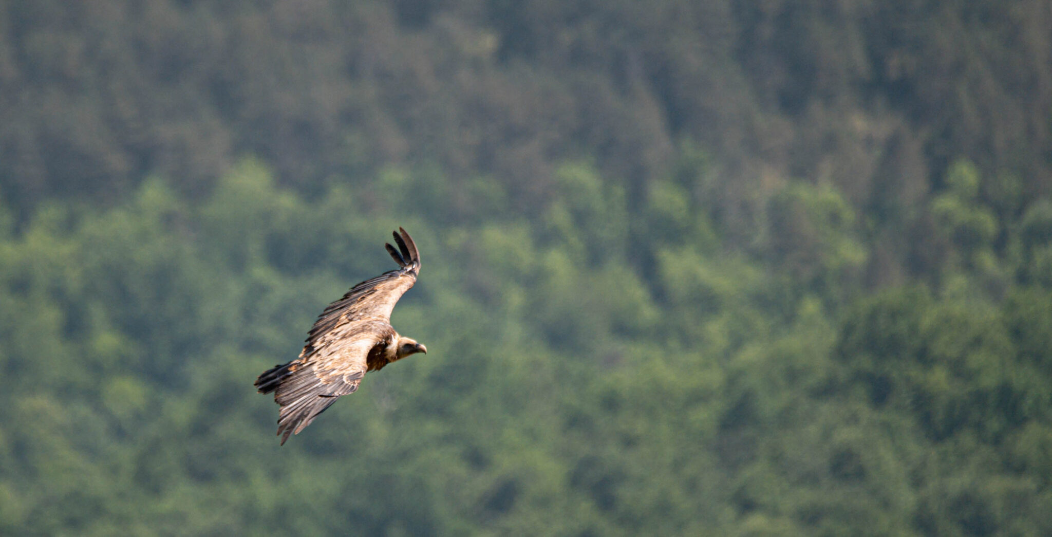Natuur_fotografie_Wildpakker_Pyreneeen-11