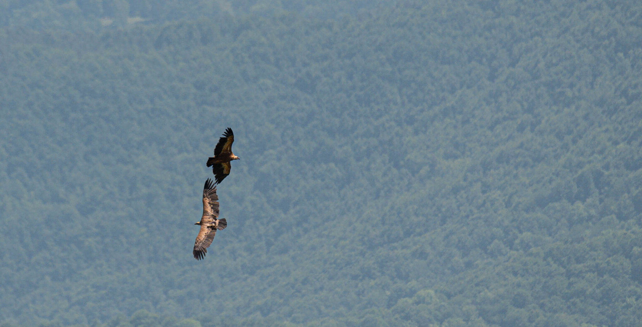 Natuur_fotografie_Wildpakker_Pyreneeen-12