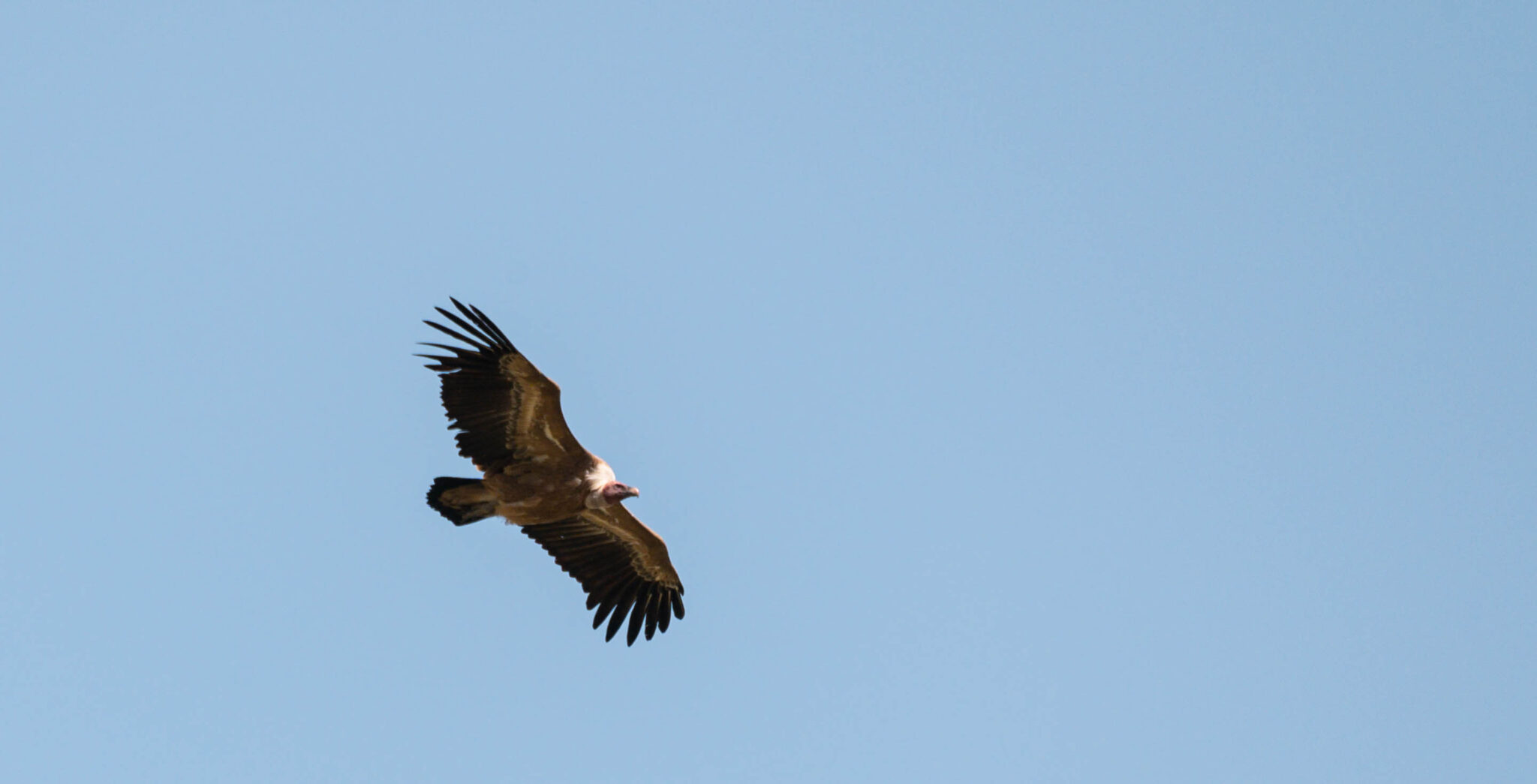 Natuur_fotografie_Wildpakker_Pyreneeen-13