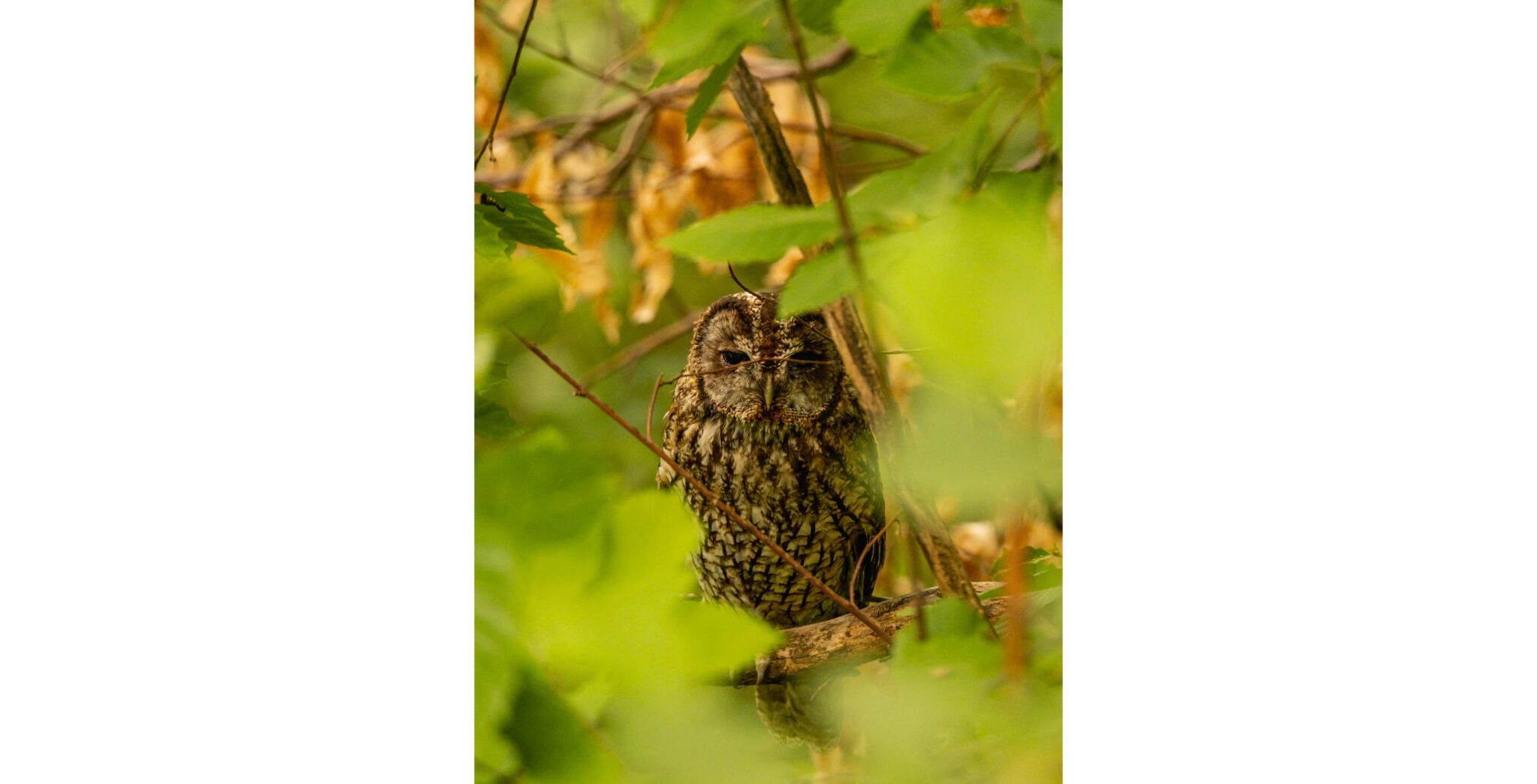 Natuur_fotografie_Wildpakker_Pyreneeen-14