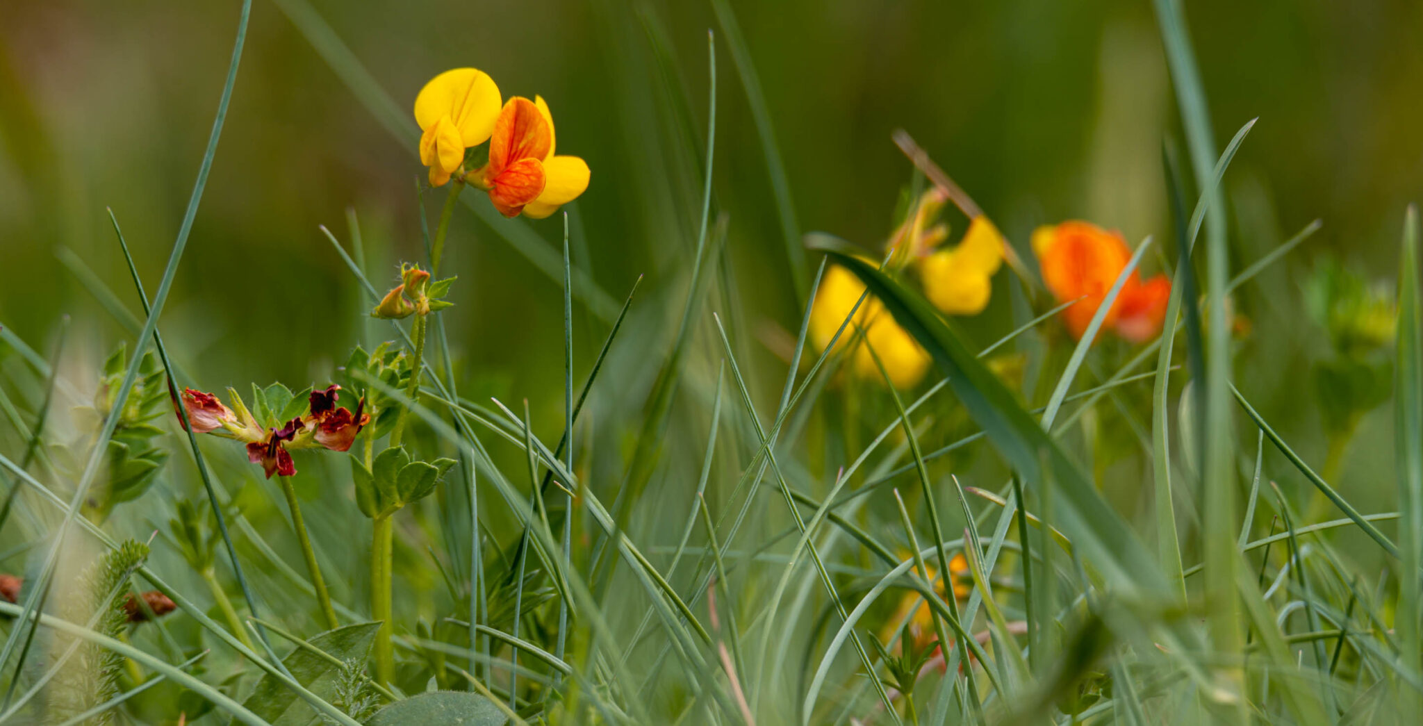 Natuur_fotografie_Wildpakker_Pyreneeen-15