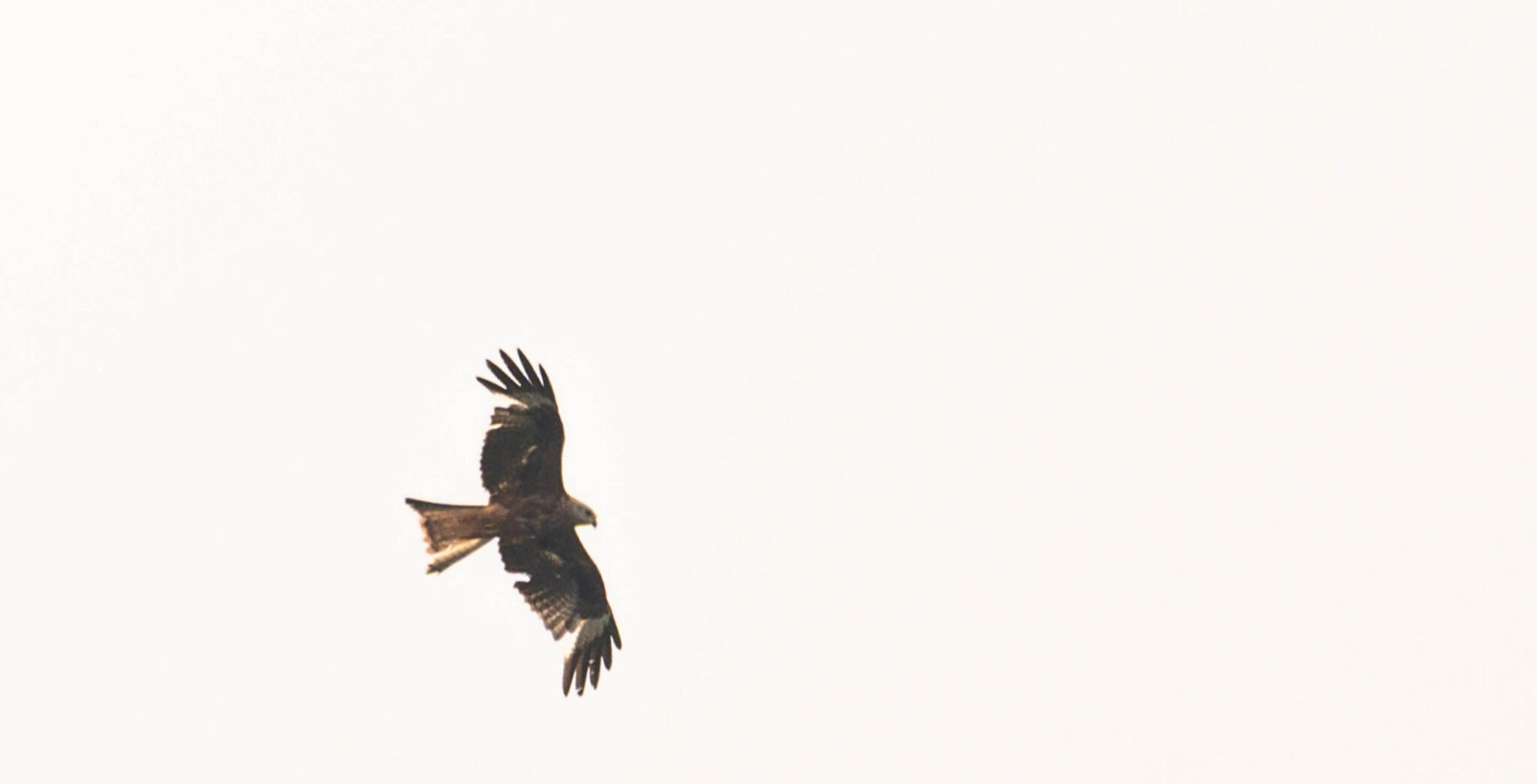 Natuur_fotografie_Wildpakker_Pyreneeen-16
