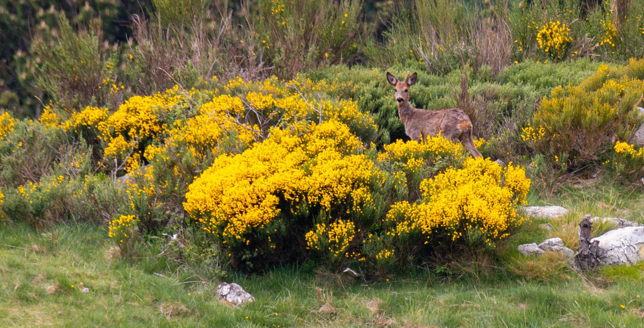 Natuur_fotografie_Wildpakker_Pyreneeen-17