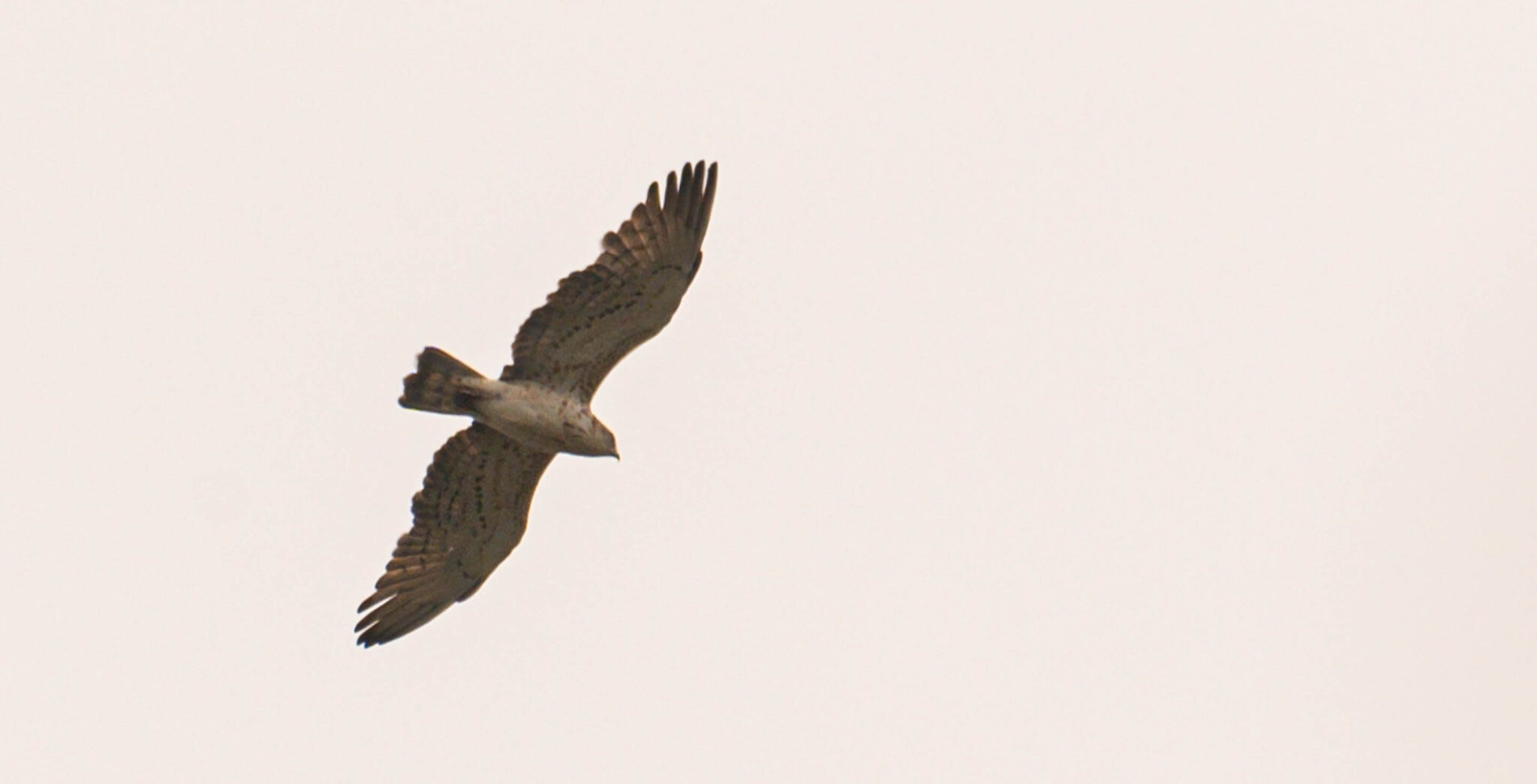 Natuur_fotografie_Wildpakker_Pyreneeen-18