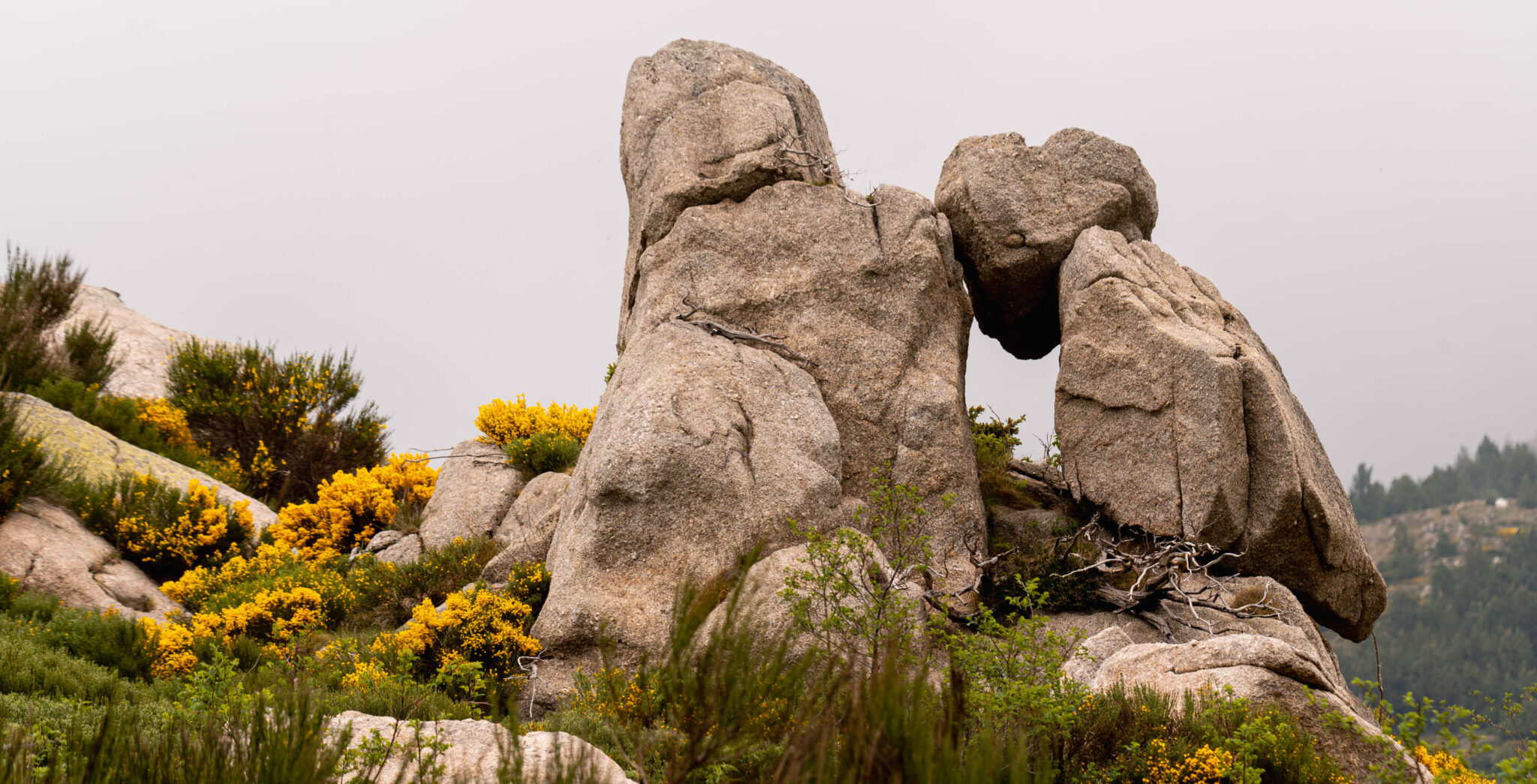 Natuur_fotografie_Wildpakker_Pyreneeen-19