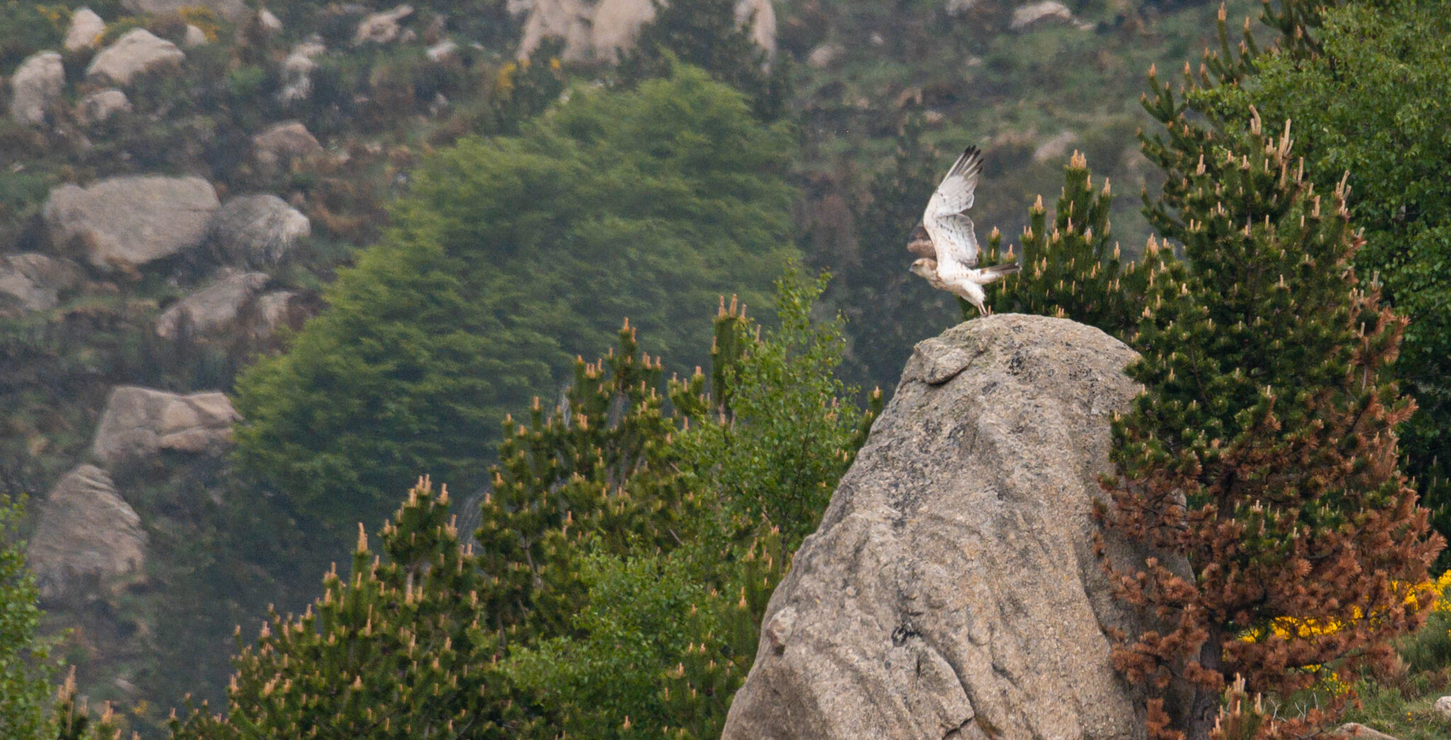 Natuur_fotografie_Wildpakker_Pyreneeen-20