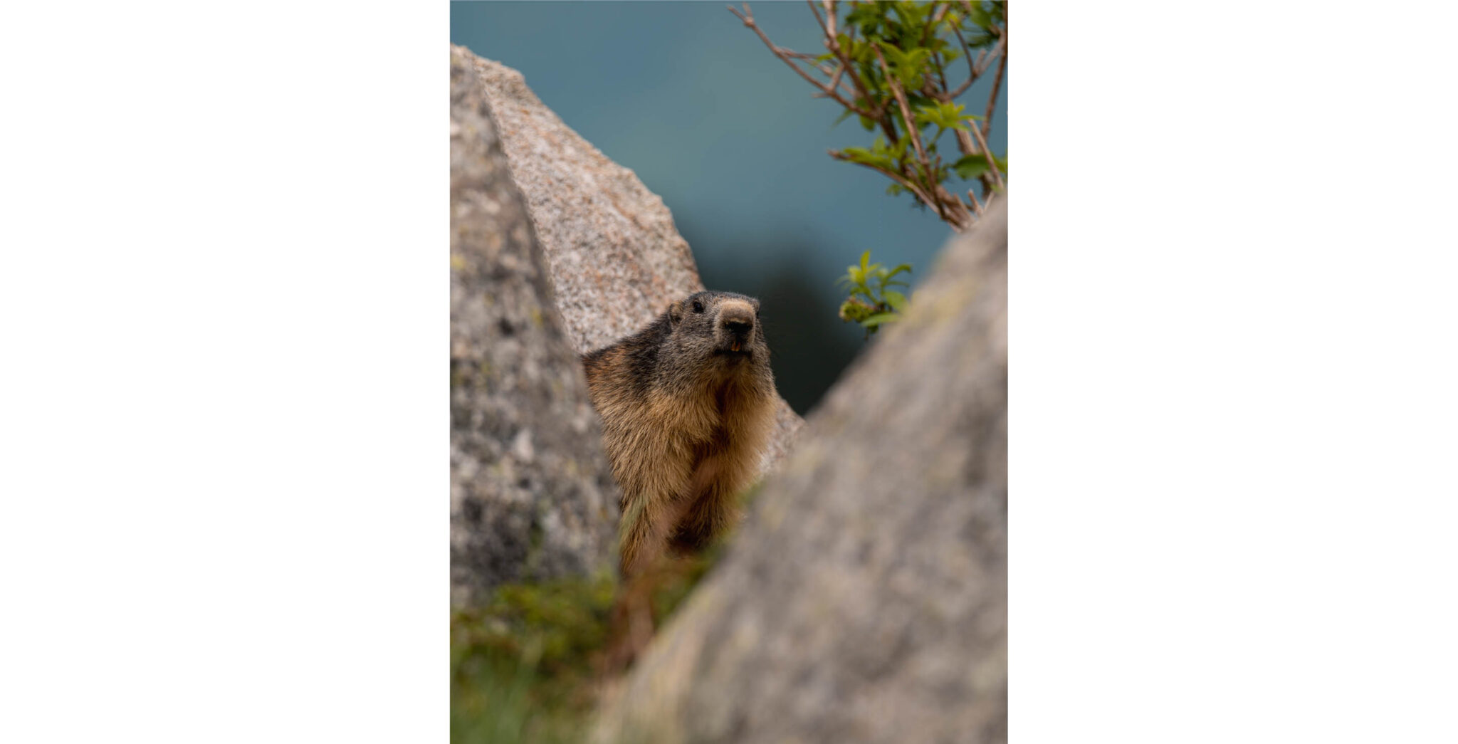 Natuur_fotografie_Wildpakker_Pyreneeen-21