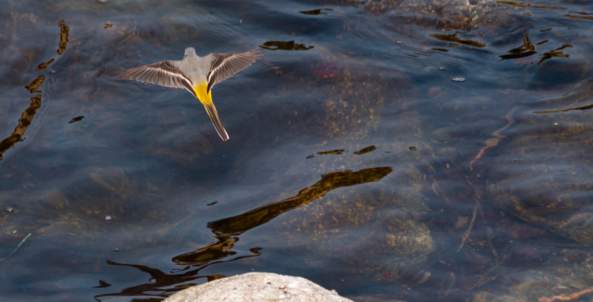 Natuur_fotografie_Wildpakker_Pyreneeen-23
