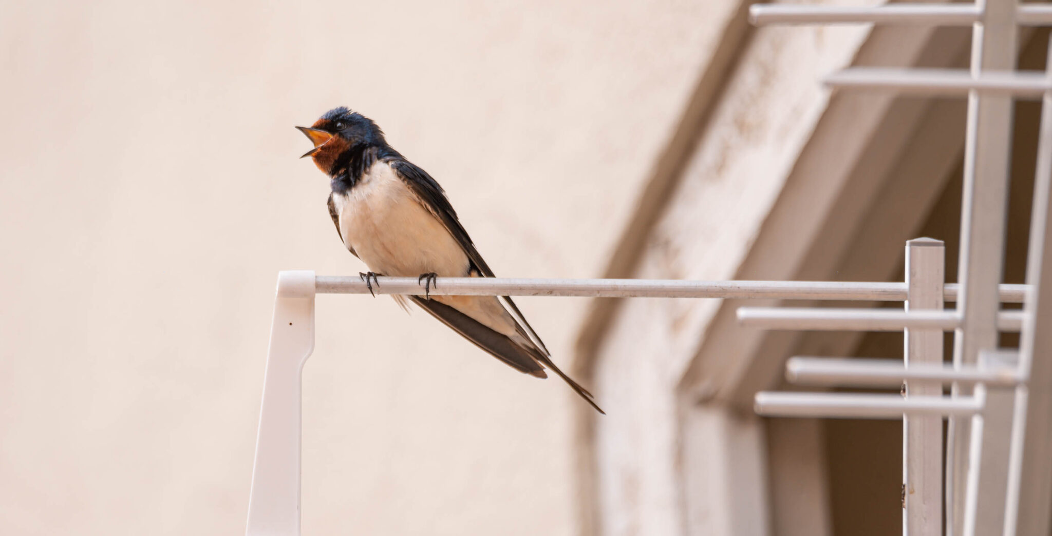 Natuur_fotografie_Wildpakker_Pyreneeen-24
