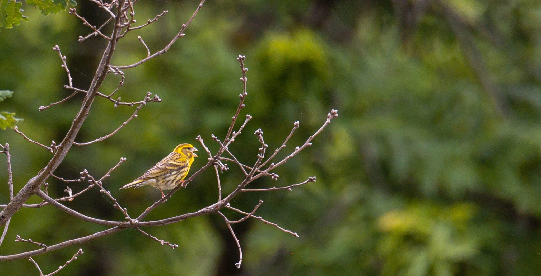 Natuur_fotografie_Wildpakker_Pyreneeen-25