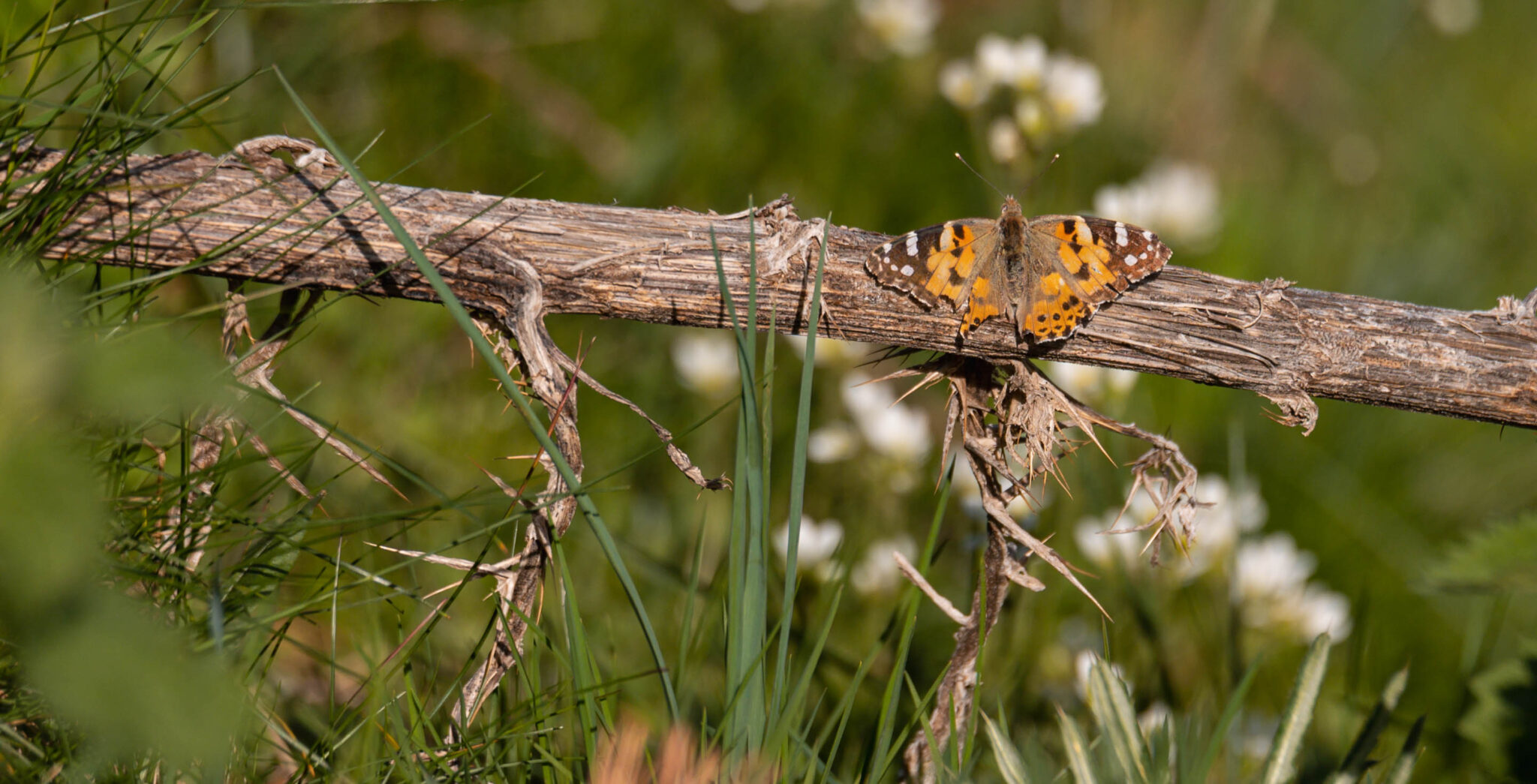Natuur_fotografie_Wildpakker_Pyreneeen-4