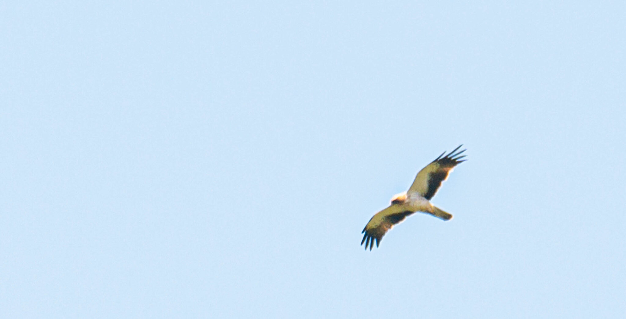 Natuur_fotografie_Wildpakker_Pyreneeen-5