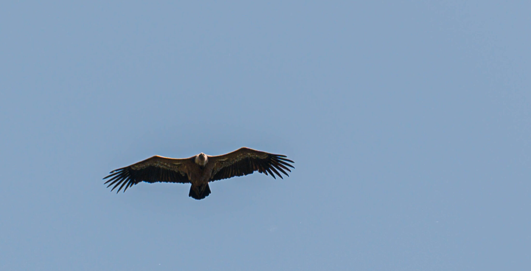 Natuur_fotografie_Wildpakker_Pyreneeen-7