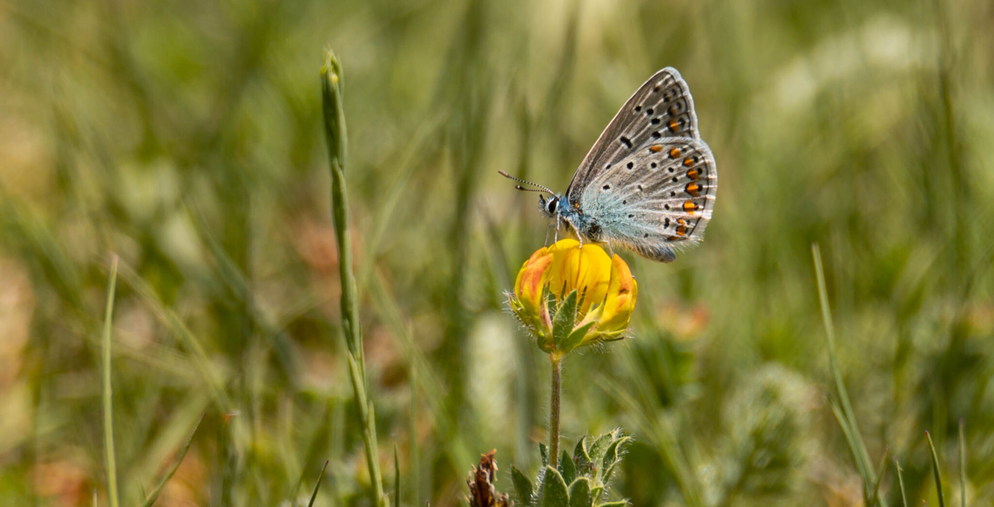 Natuur_fotografie_Wildpakker_Pyreneeen-9